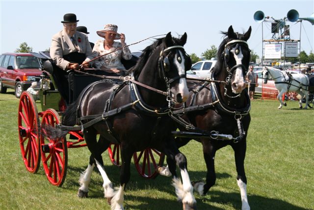 A horse-drawn cart with three passengers at Messingham Show
